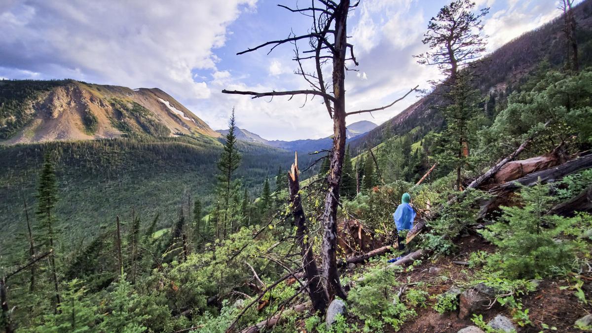 Kathy Bahny looks out at a forest of trees