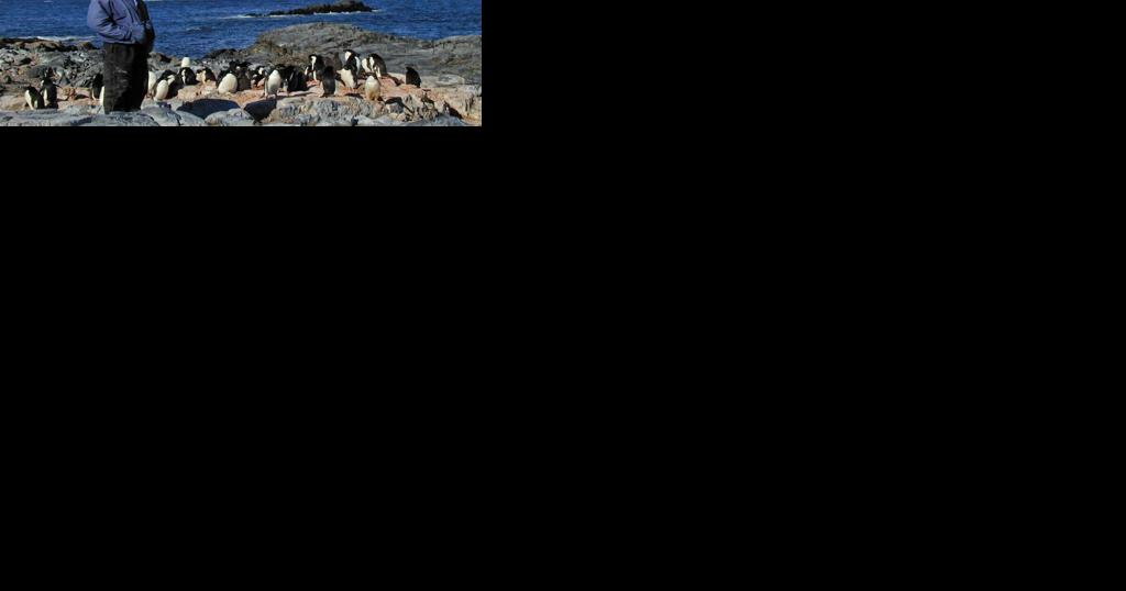 Sheridan man's research in Antarctica tracks decline in sea ice, Adelie penguins - Vimarsana News