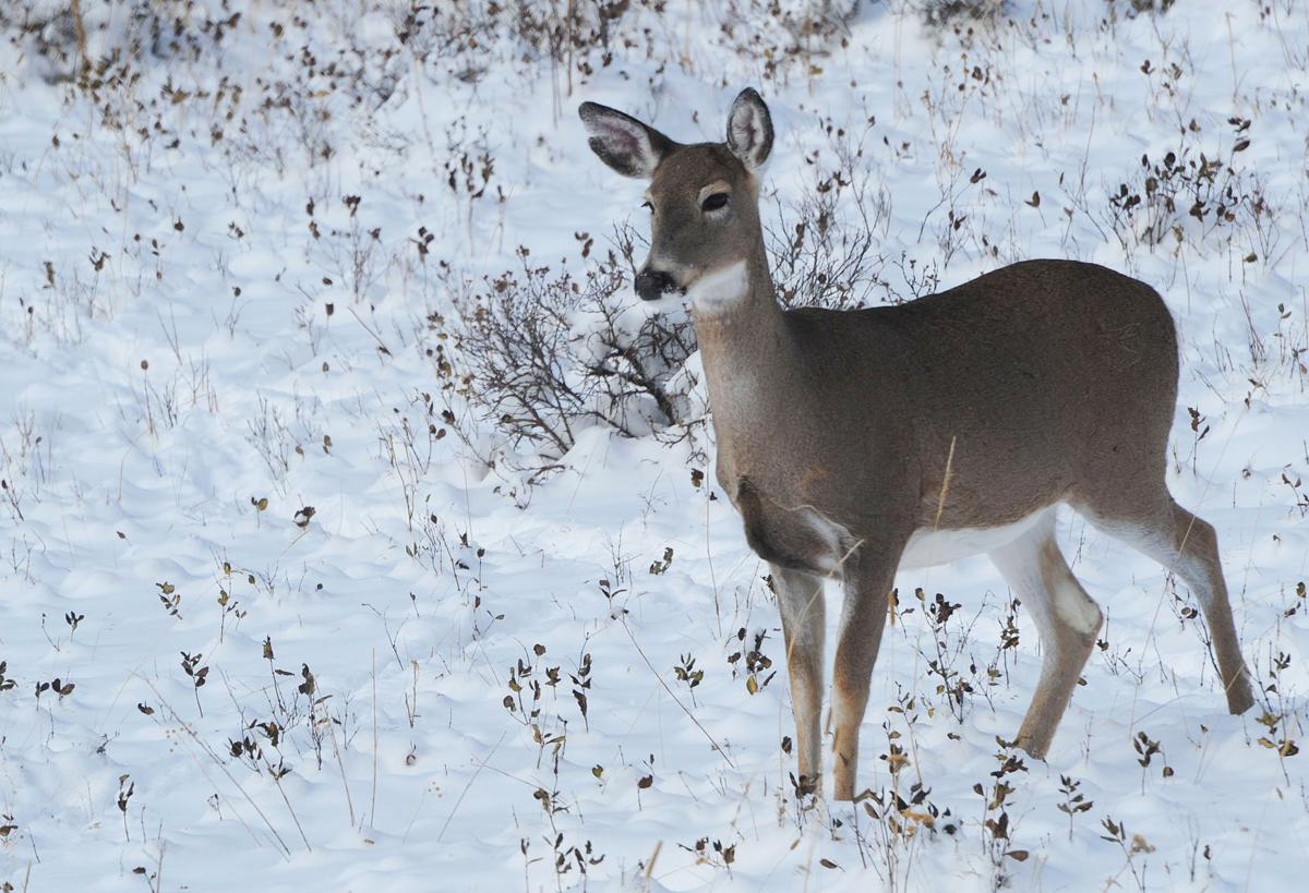 Whitetail doe