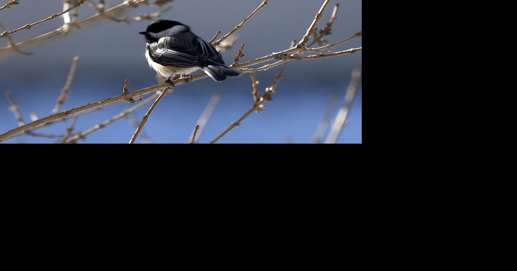 Open Range: Birds queue up at feeding time