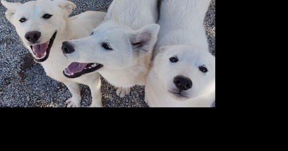 Abandoned Flathead husky dogs up for adoption - Vimarsana News