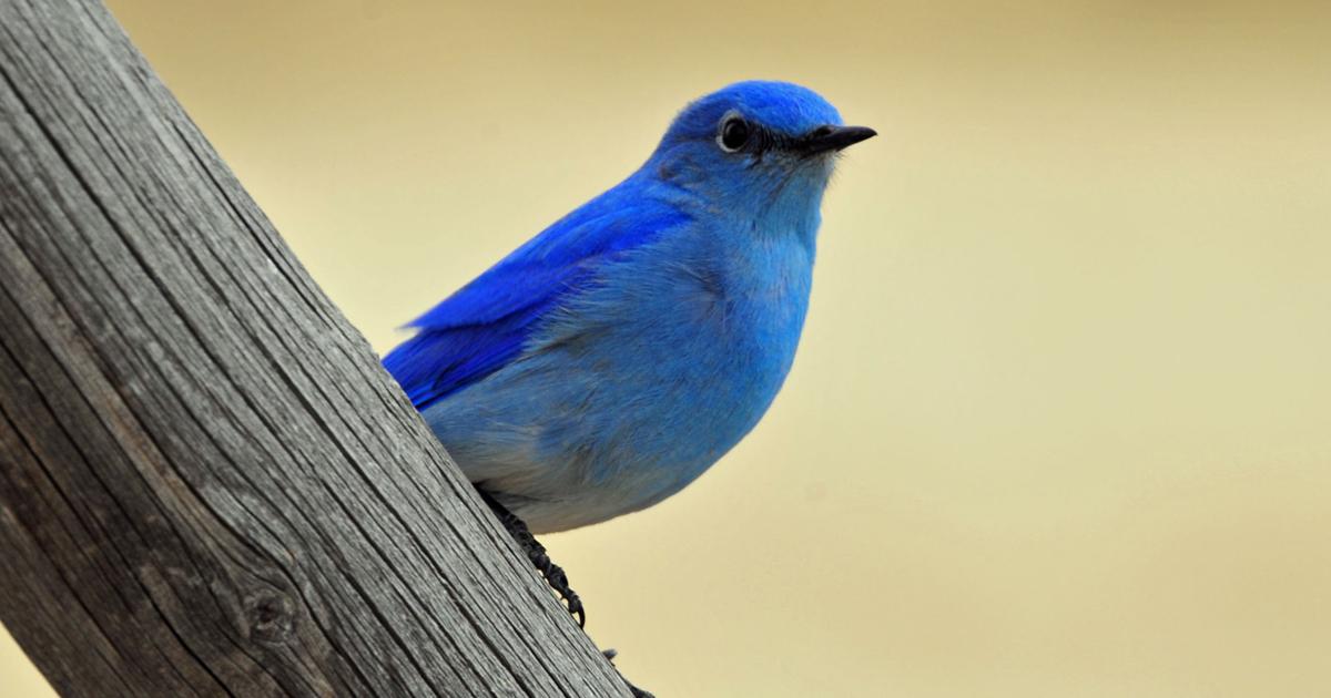 Montana birding: Bluebird is one of nature's finest