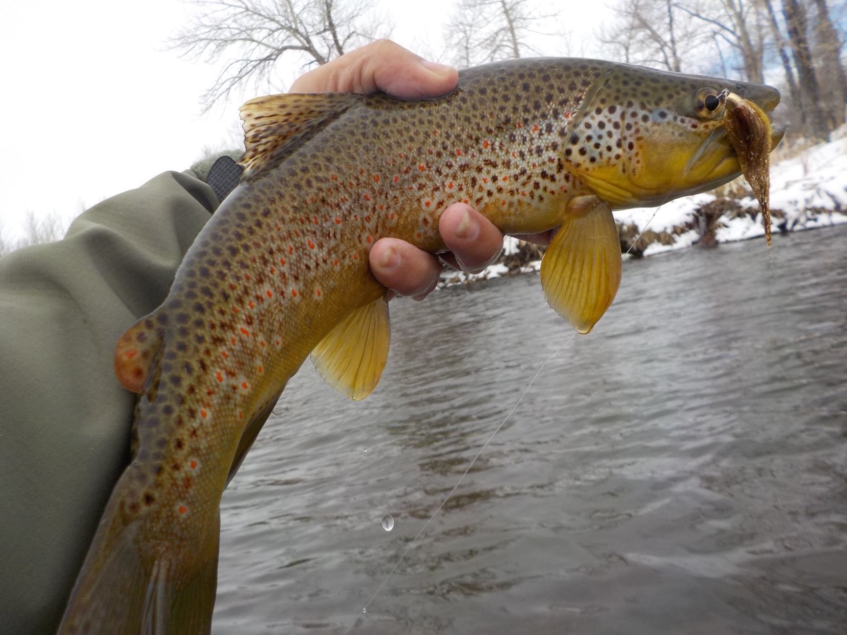 Montana fishing report: Bighorn, Beaverhead fishing well this spring