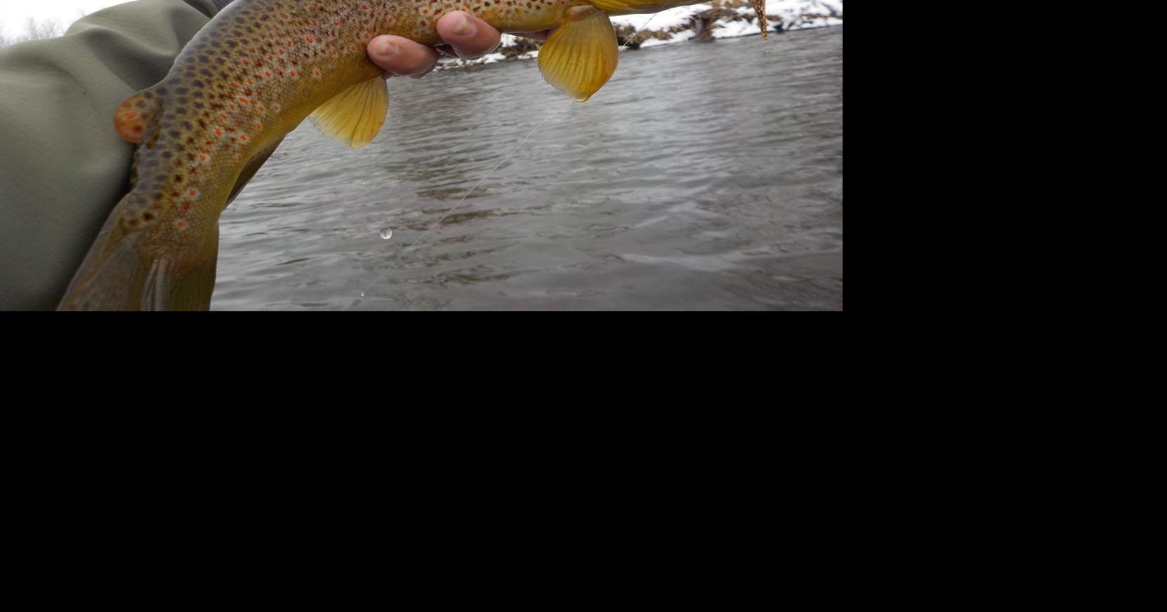 Montana fishing report: Bighorn, Beaverhead fishing well this spring