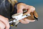 Holly Garrod measure a waxwing's wing during