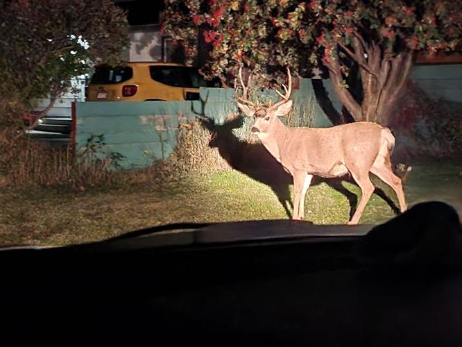 It's getting worse every year': Police urban deer survey shows ballooning  population in Helena
