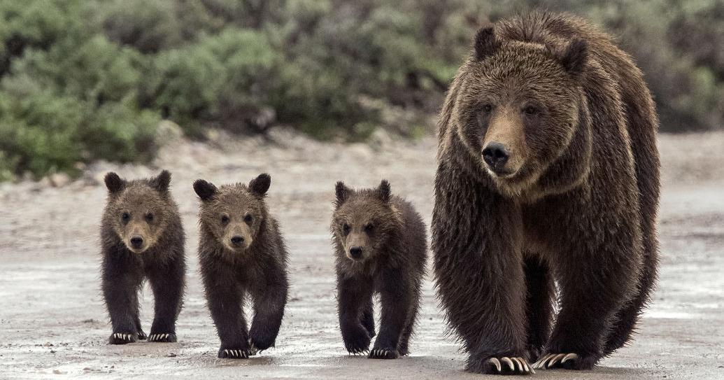 Grizzly counting methods face scrutiny as delisting decision nears