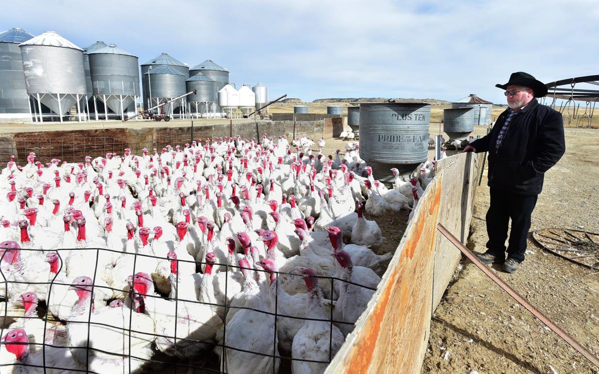 As Thanksgiving approaches, Hutterite colonies are bringing their