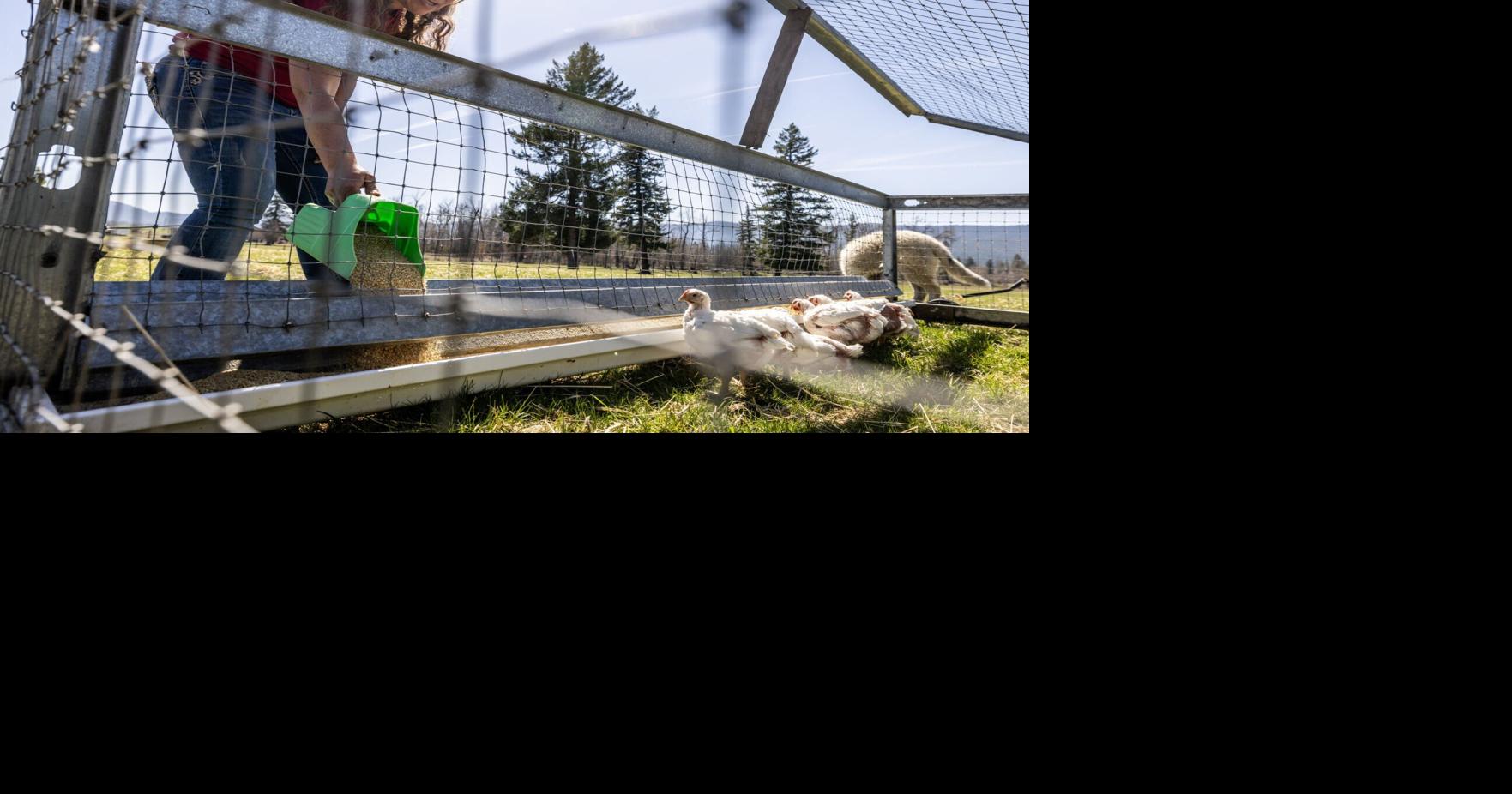 Montana poultry farmer claims Postal Service delay led to hundreds of dead chicks