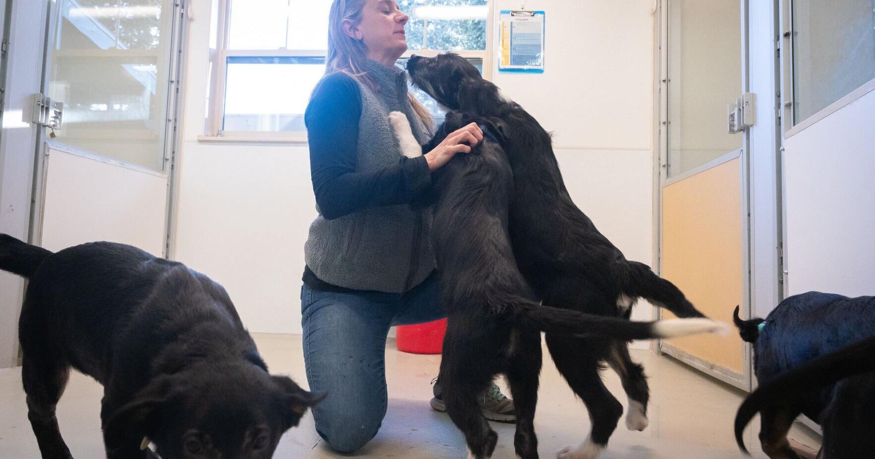 Mystery dog illness allegedly appears in Gallatin County - Vimarsana News