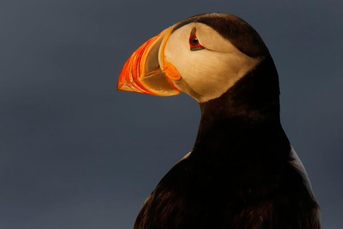 Puffin colonies in Maine see second straight rebound year