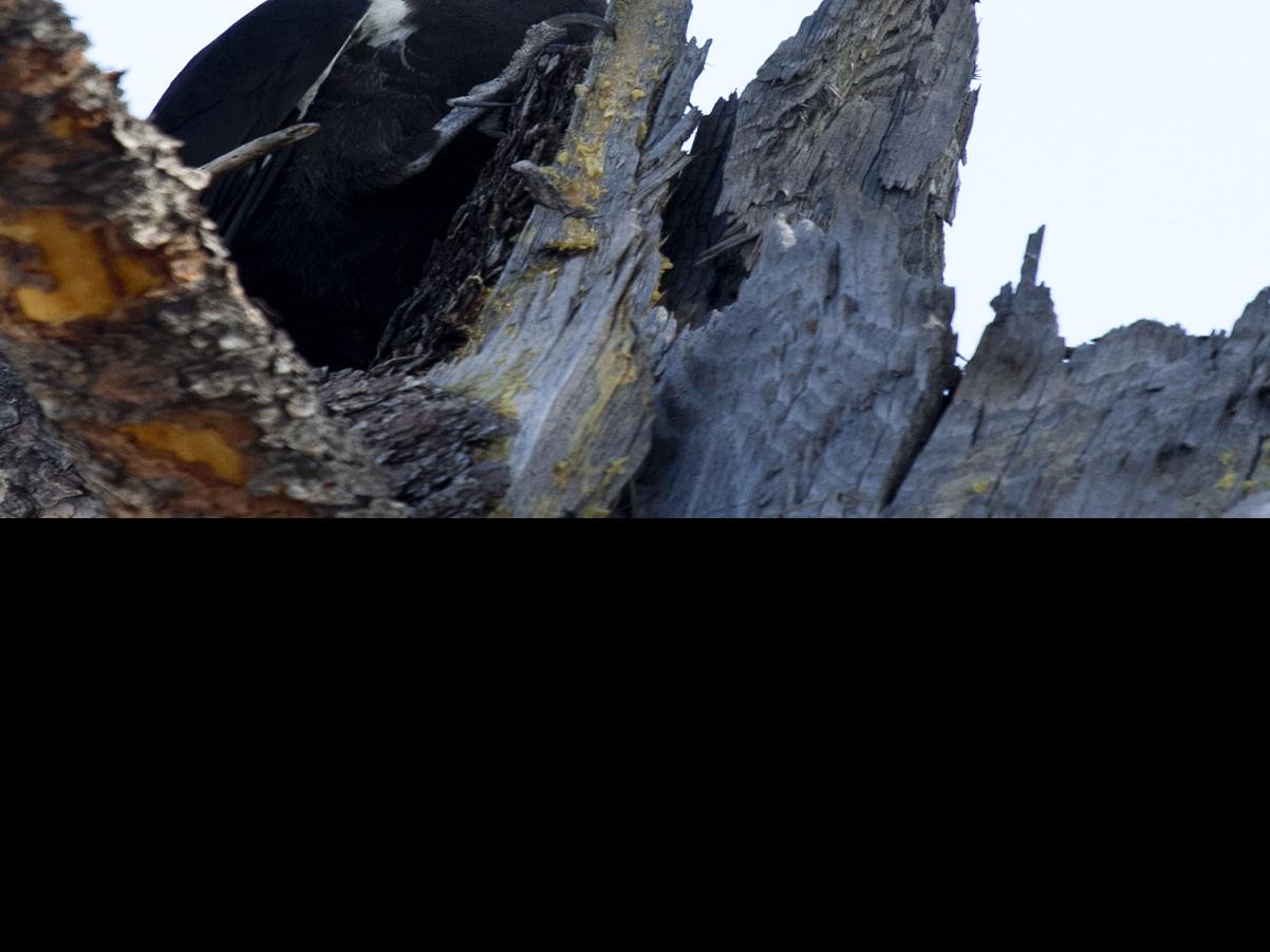 Living With Woodpeckers While Beautiful Iconic Birds Can Cause Serious Damage Local Helenair Com