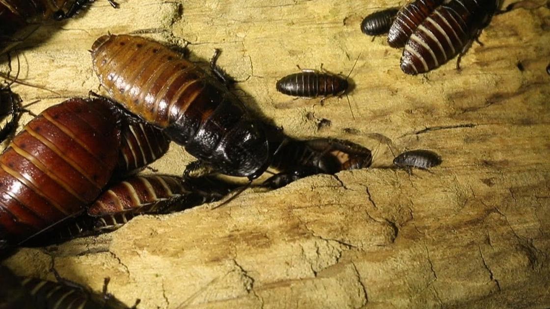 Video Hundreds of baby cockroaches Outdoors