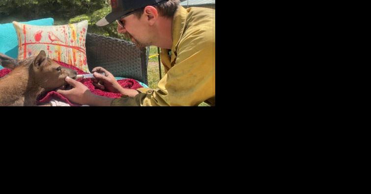Missoula firefighters rescue orphaned elk calf while battling blaze in New Mexico - Vimarsana News