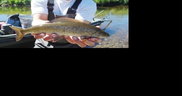 Stocking grayling in Big Hole tributaries: Utility or futility? - Vimarsana News