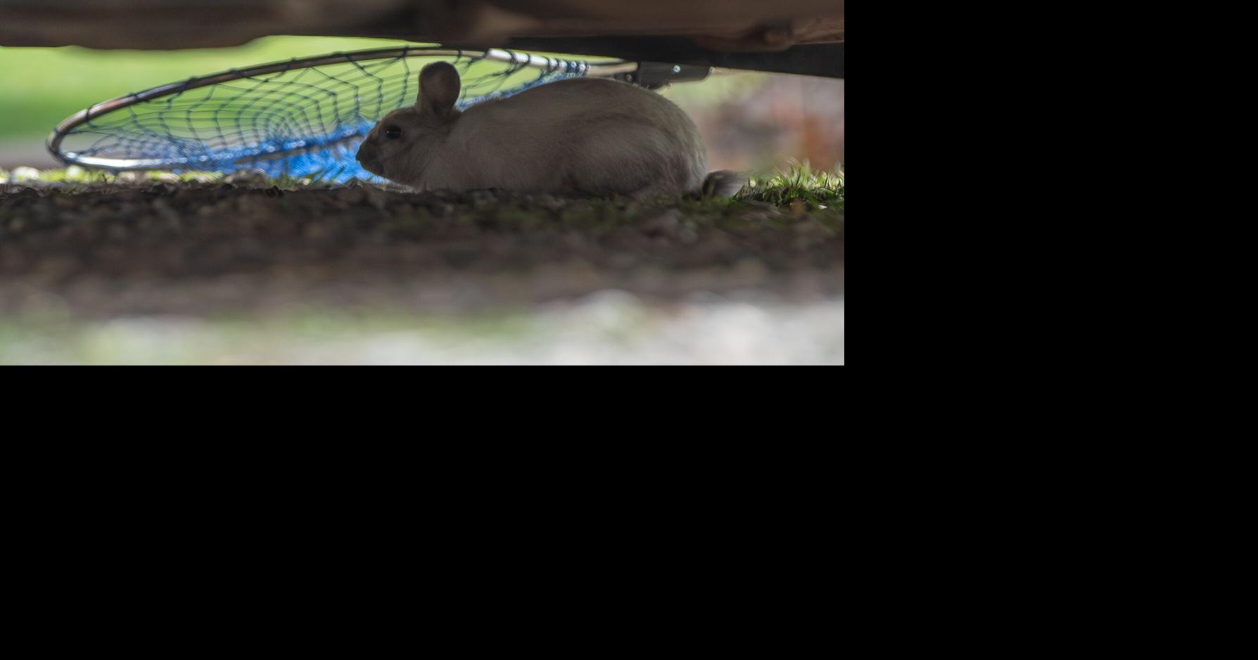 Photos: Volunteers round up Rodney Street neighborhood's feral rabbit ...