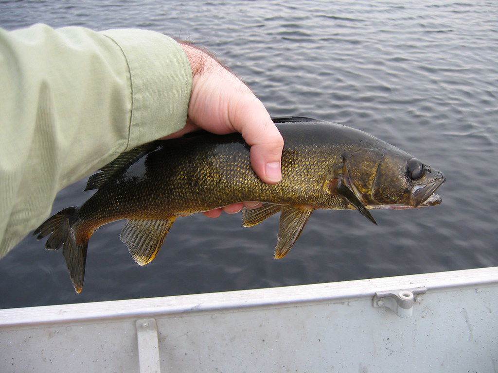 Walleye
