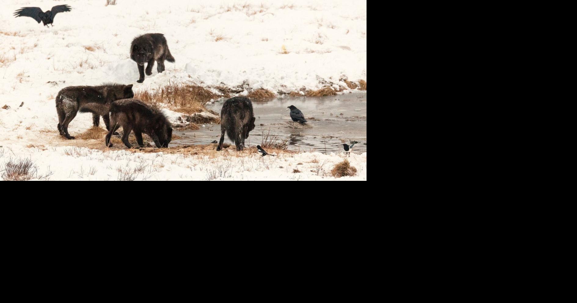 Montana wildlife officials to weigh predator rules, bear-spray mandate Sep 14, 2026 15 mins ago