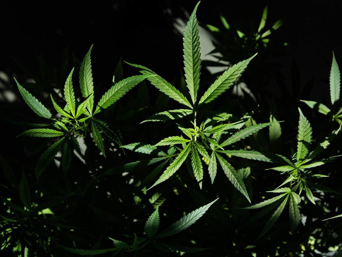 Marijuana Plant