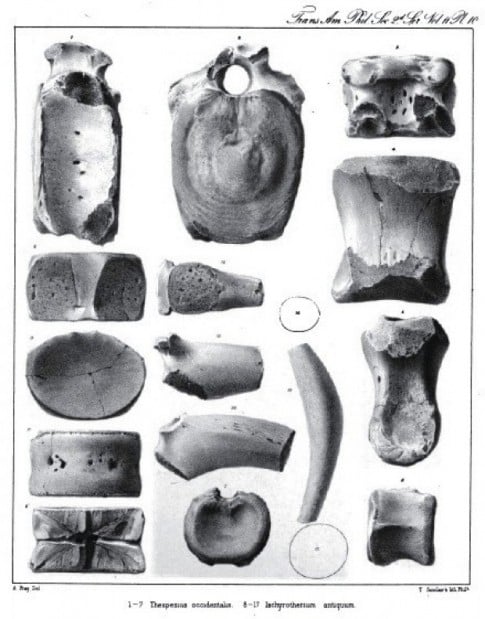 when was the first dinosaur bones discovered