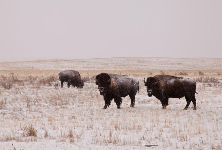 Montanans featured in upcoming Ken Burns documentary about mental