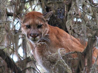 Mountain lions