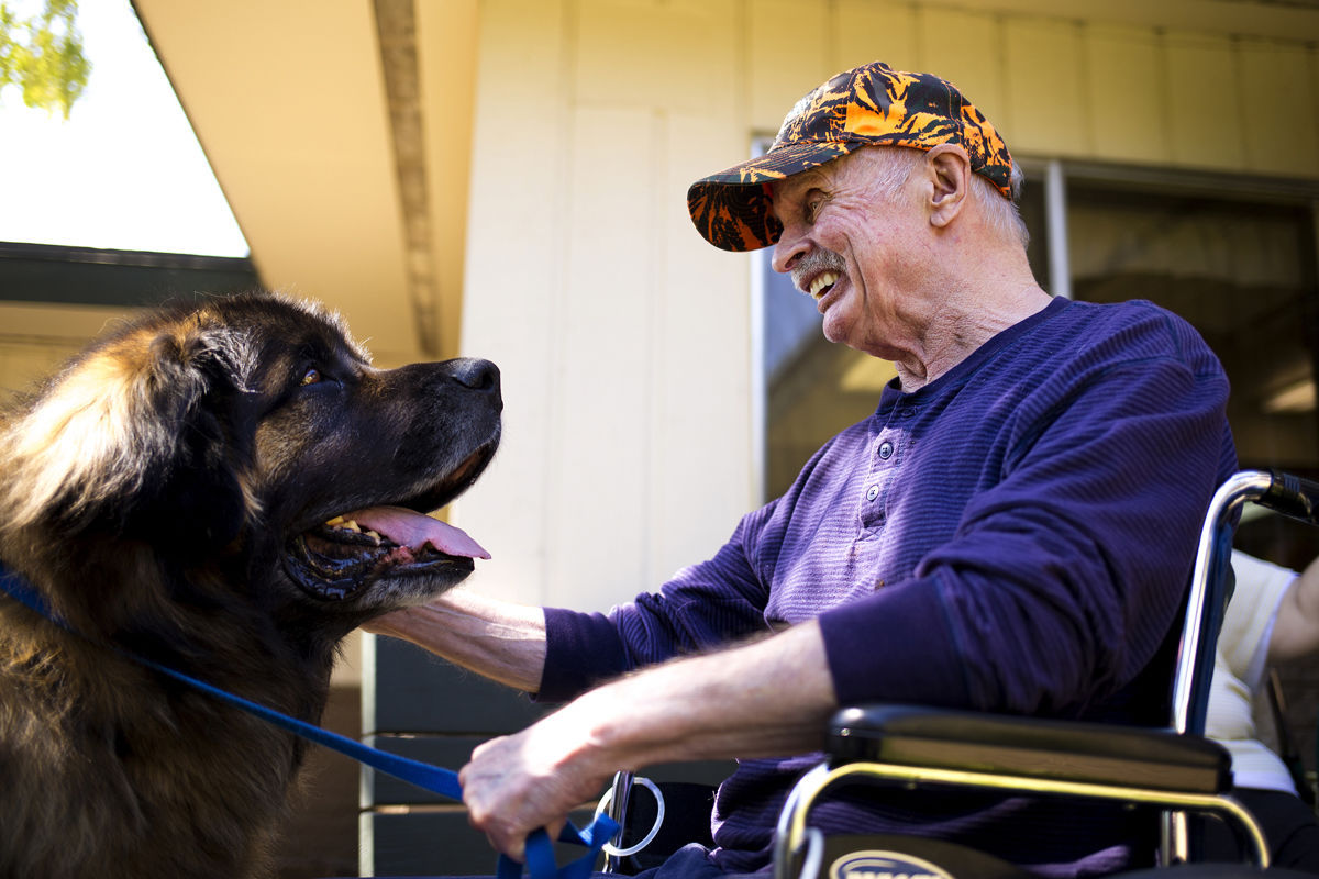 leonberger therapy dog