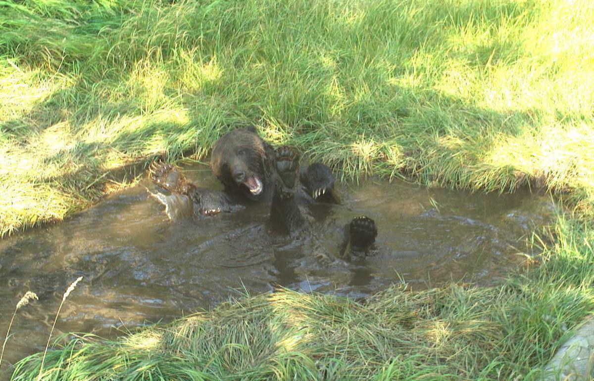Bear bath