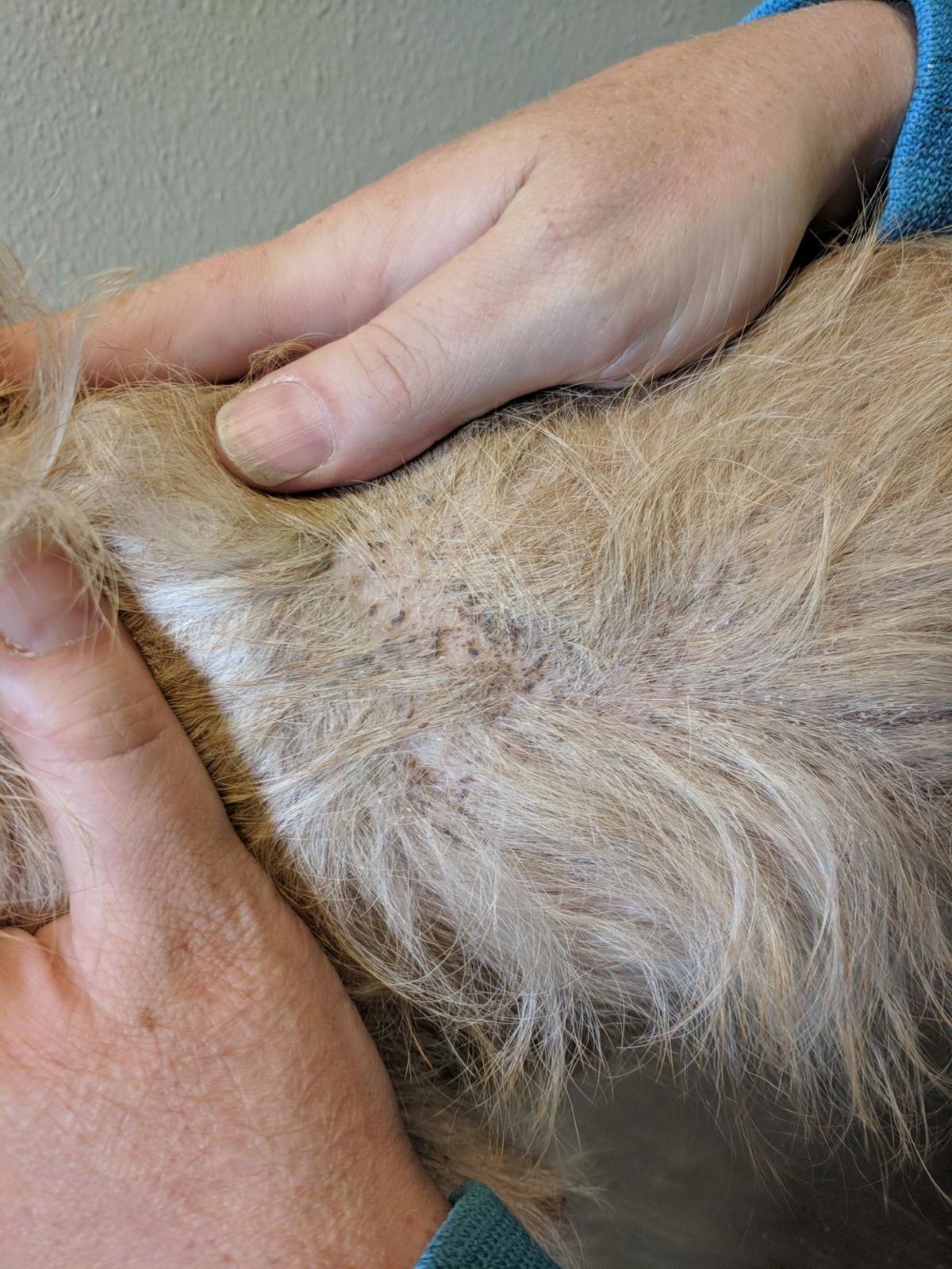 Lewis and Clark Humane Society nursing 11 dogs back to health, raising