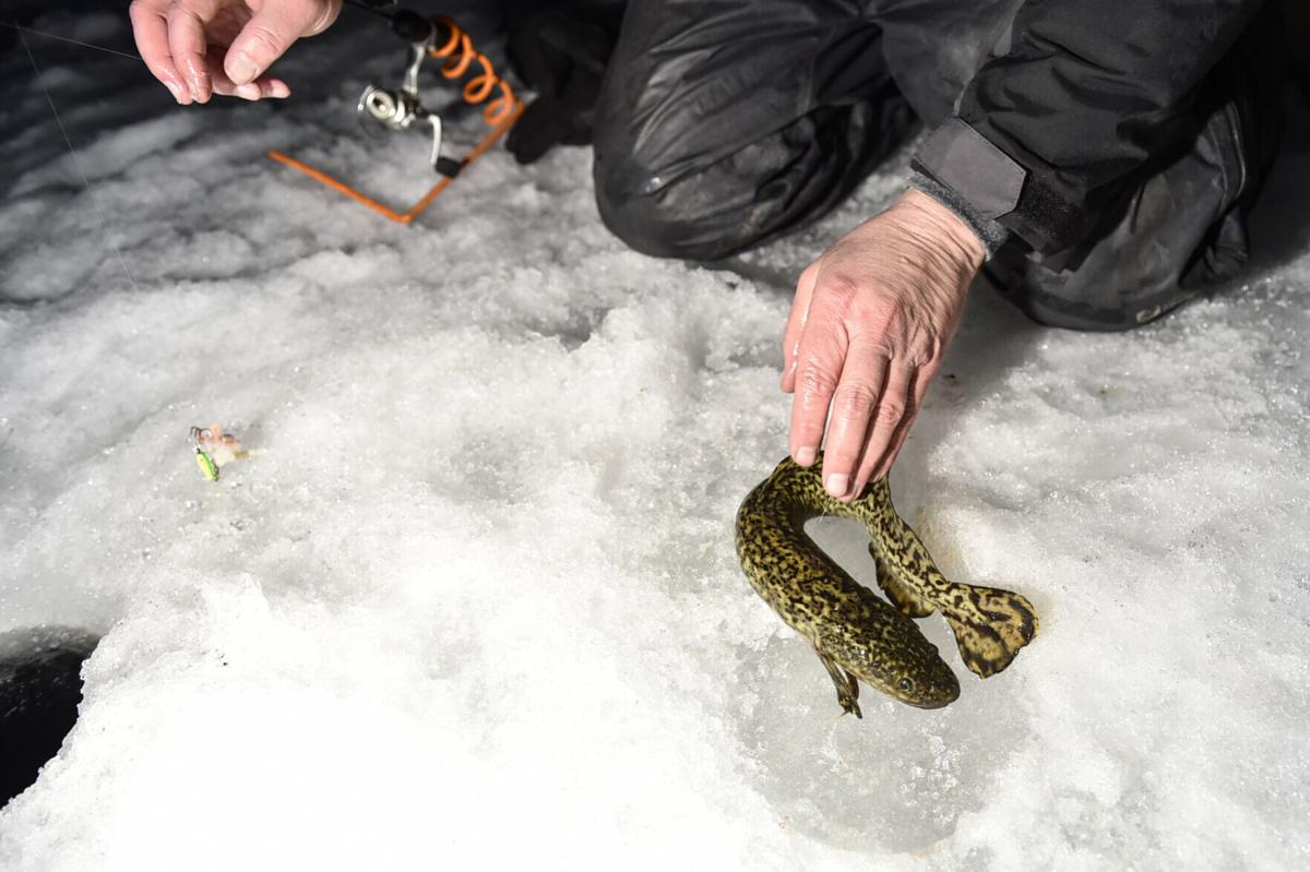 Anglers favor darkness in search of burbot 'mystique