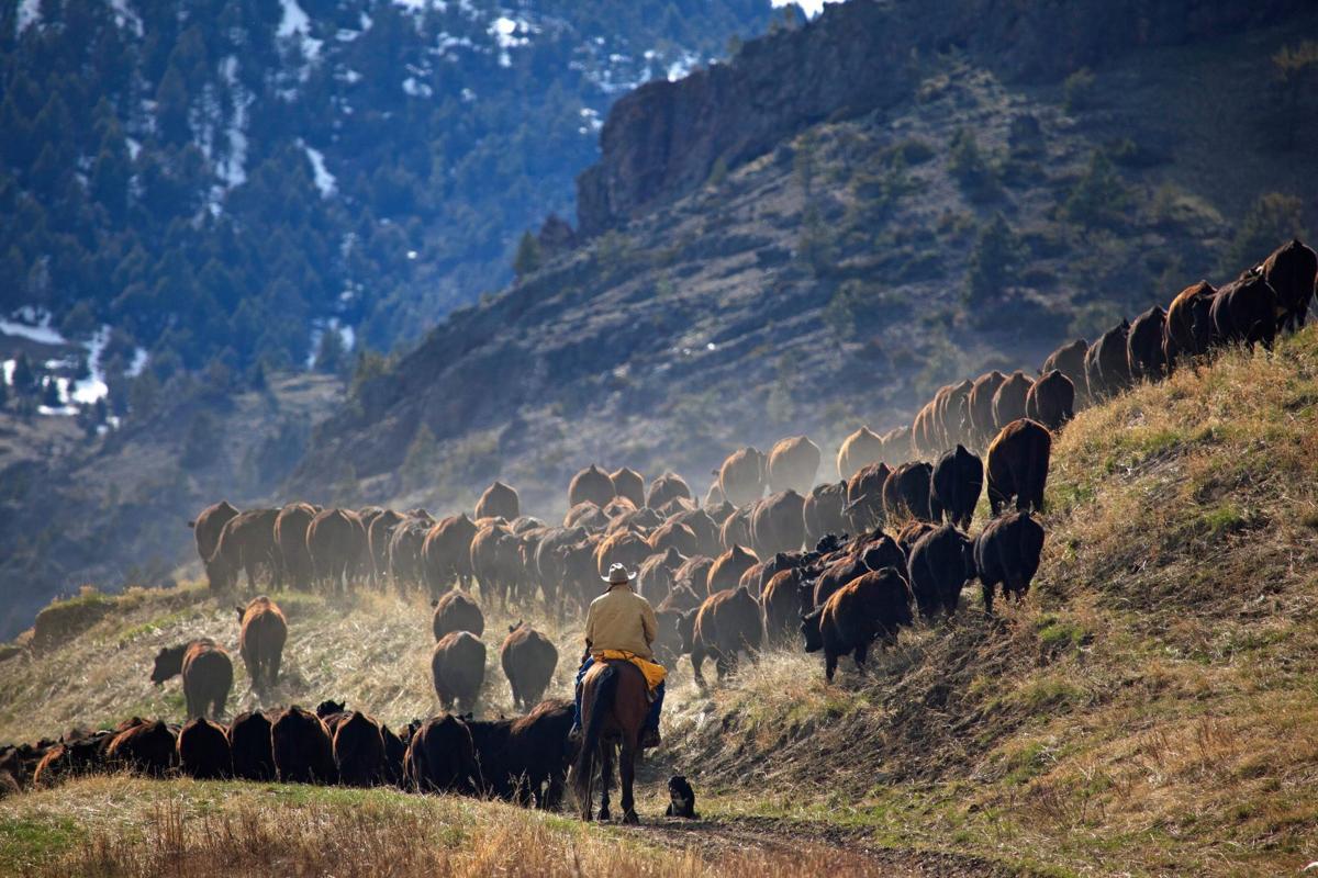 Sieben Livestock