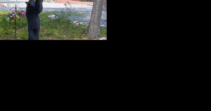 Bears emerging along Beartooth Front; caution advised - Vimarsana News
