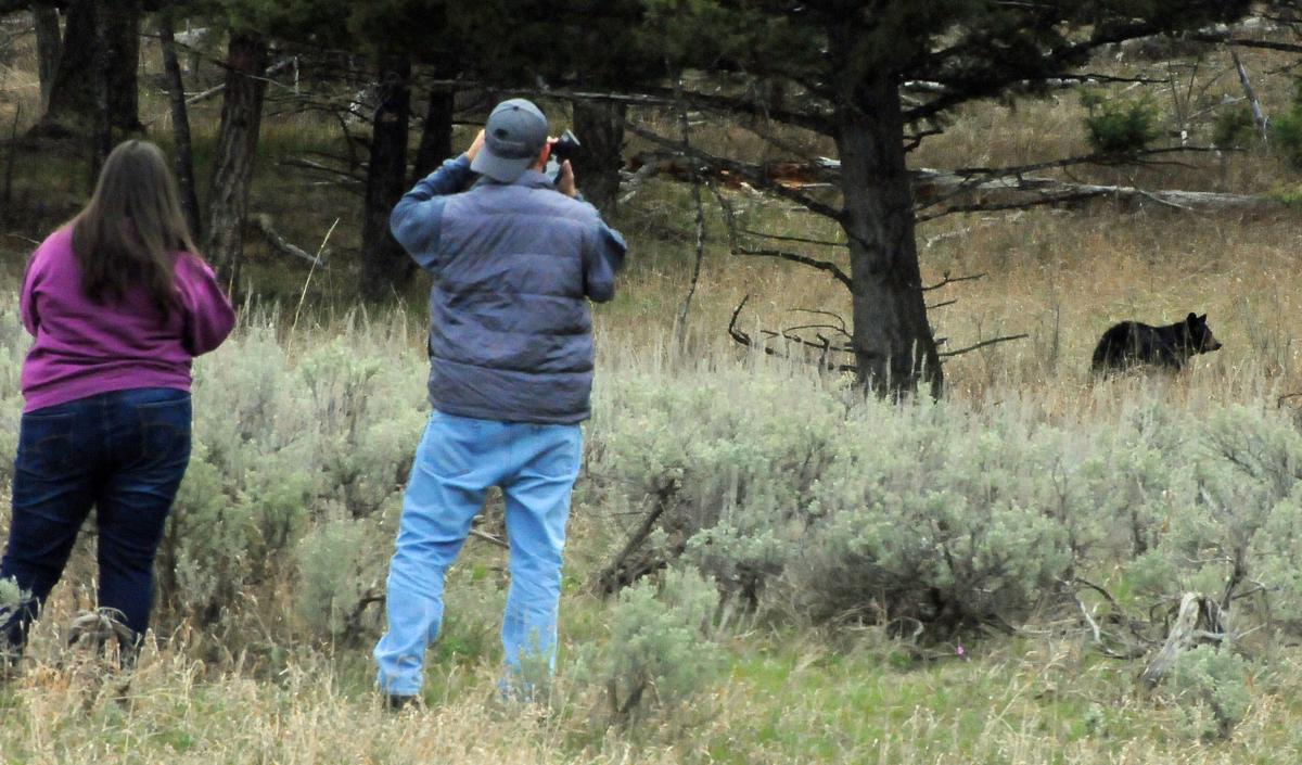 Bear sighting