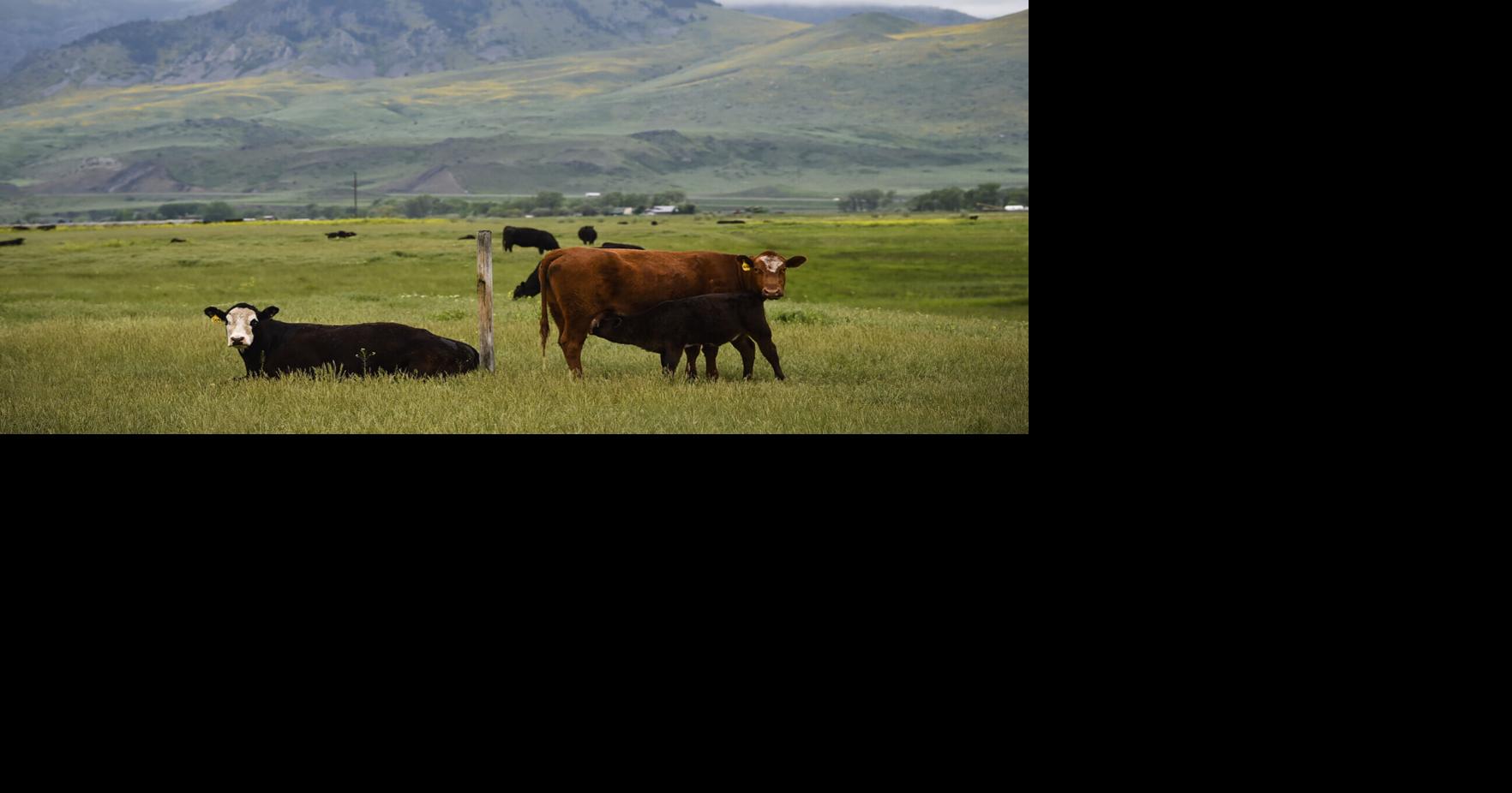 Cattle committee bill splits ranchers in legislative hearing