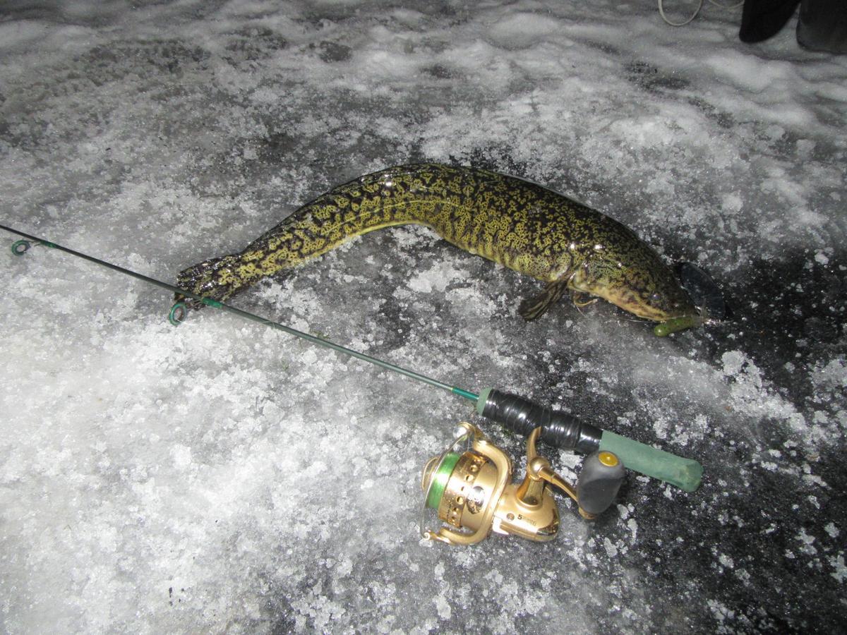 Burbot on the ice