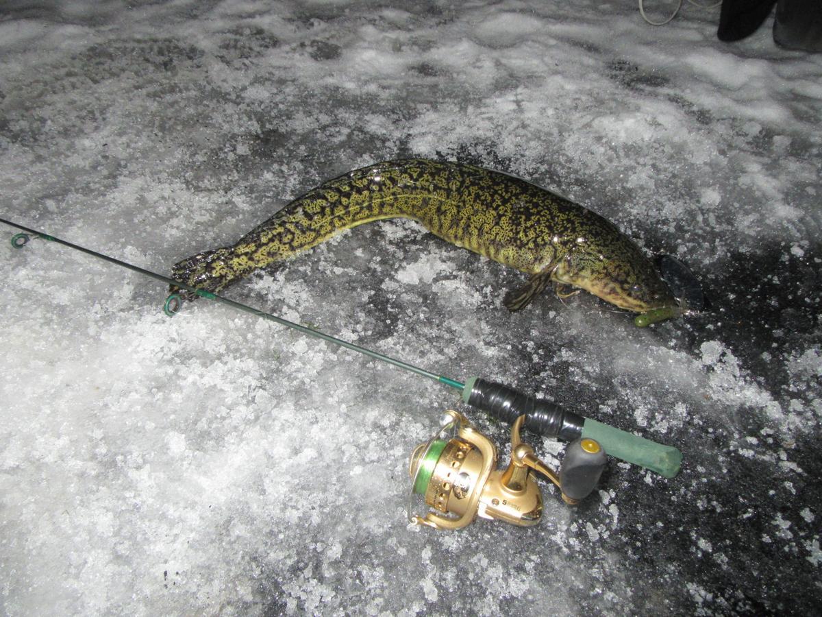 Helena-area fishing report: Burbot biting at the Causeway