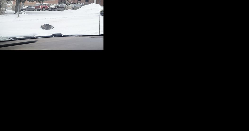 Wolverine makes surprise appearance in Lewistown - Vimarsana News