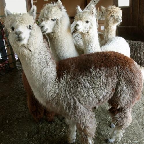 5 Steps for Washing Alpaca Fleece - Alpacas of Montana