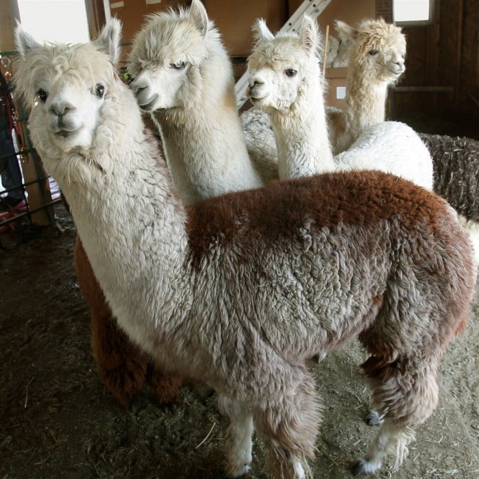 protective coats for alpacas