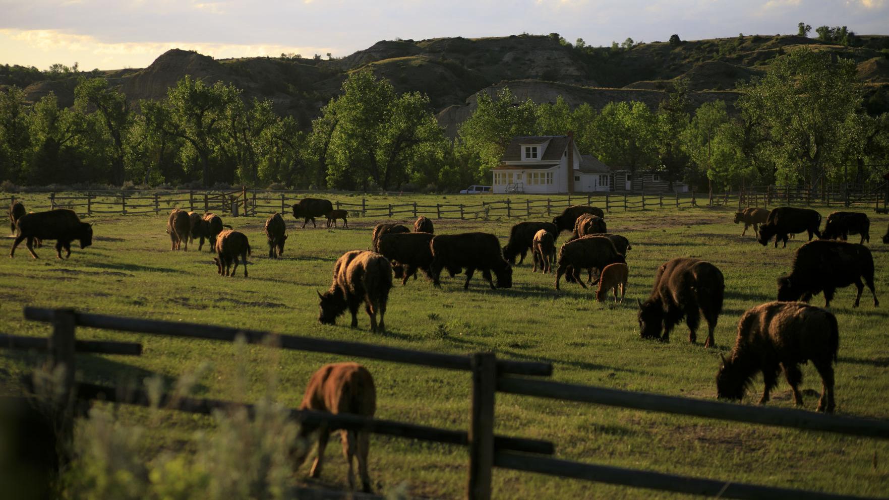 Get outside: Theodore Roosevelt a refreshing national park experience - Vimarsana News