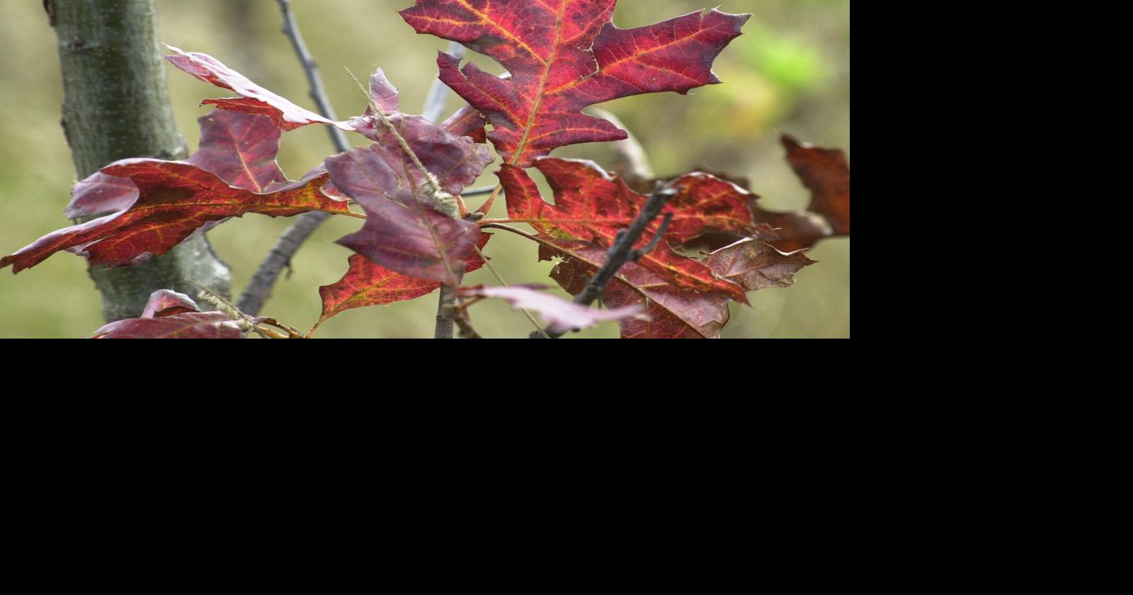 Ask the Weather Guys: How does weather affect fall colors?