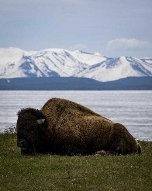 Yellowstone opens