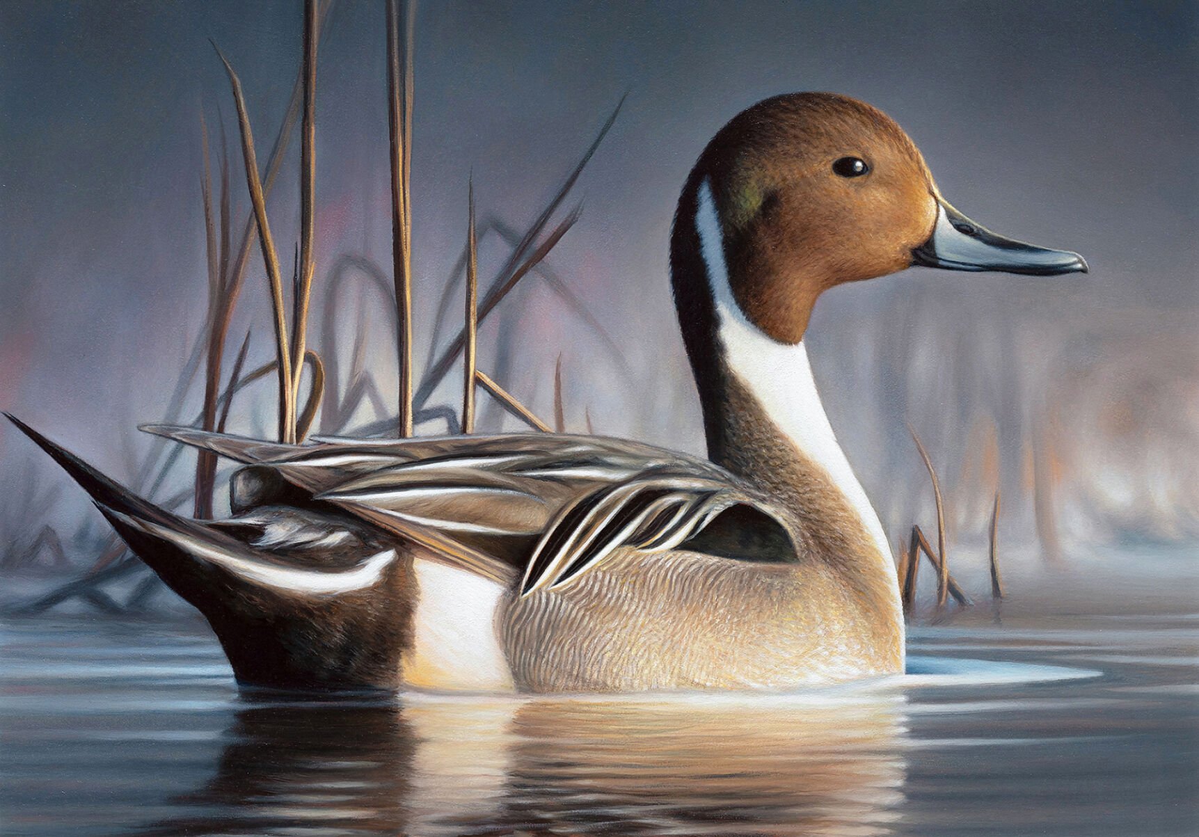 Belgrade man 1st Montanan to win Federal Duck Stamp contest