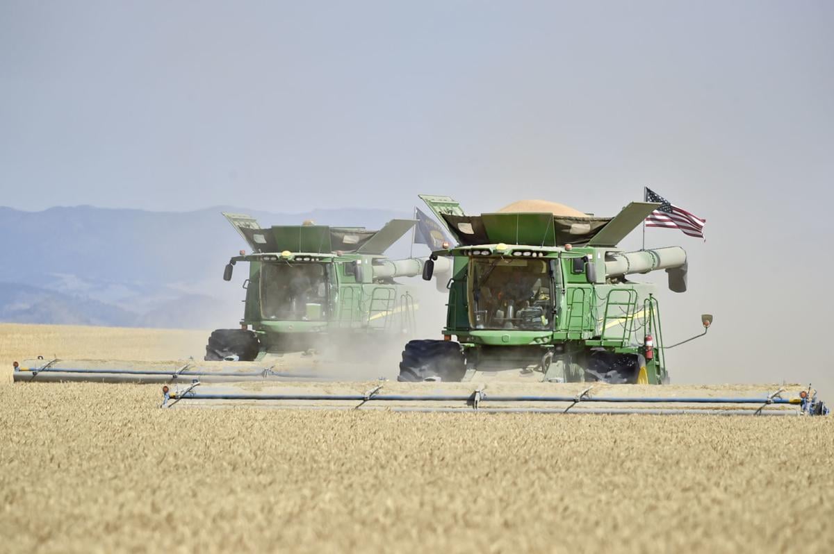 Two combines harvest a field of wheat Thursday