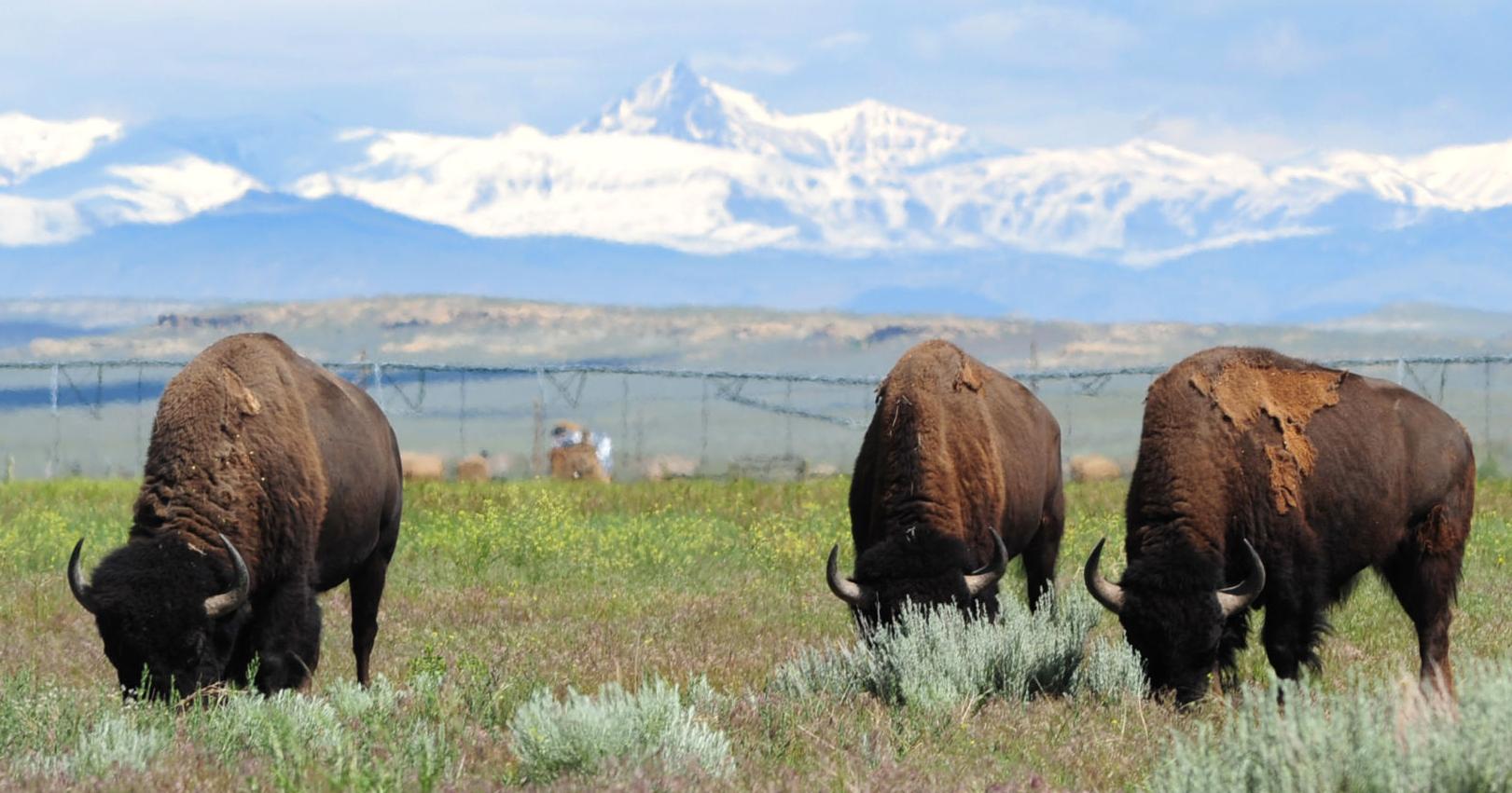 Wind River Indian Reservation gets bison, ecosystem grant - Vimarsana News