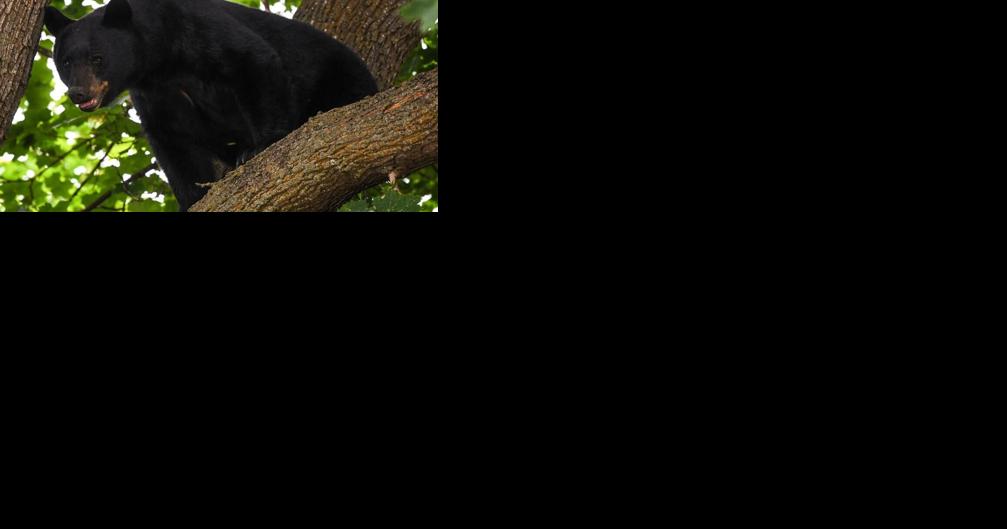 Missoula valley, 'death trap for bears,' goes Bear Smart - Vimarsana News