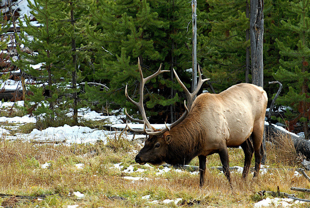 The Greatest Hunting Stories Ever Told: Catchin' Deers