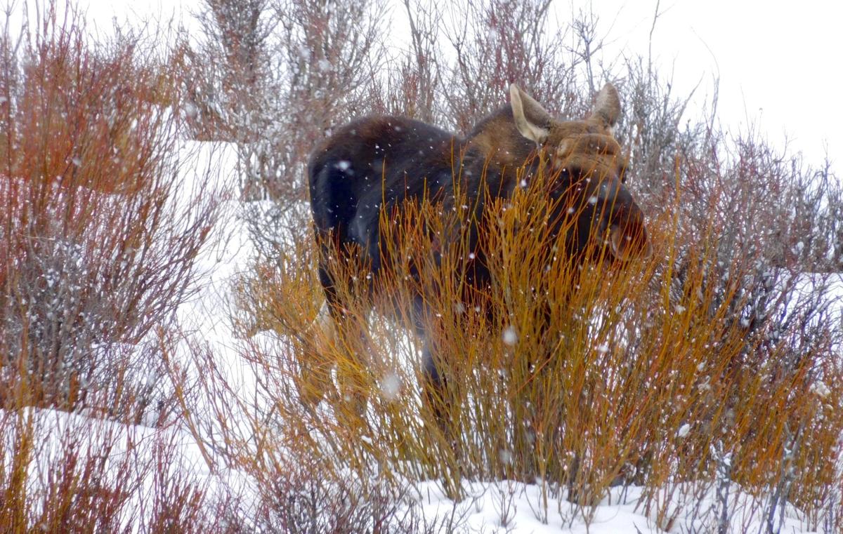Yellowstone moose file