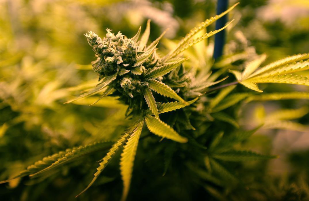 Marijuana