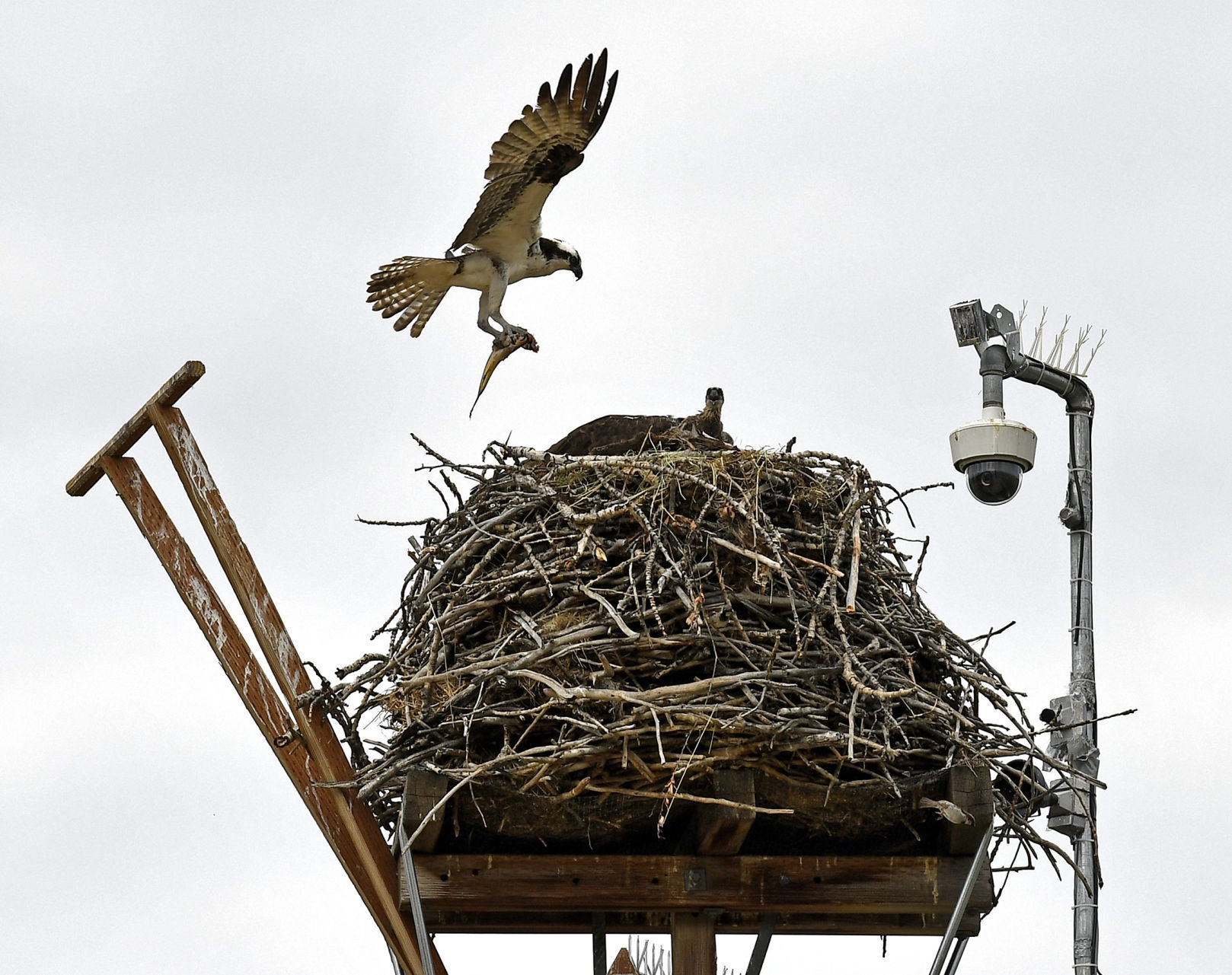 dunrovin osprey nest cam